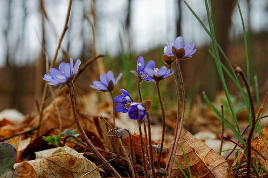 Ways to Honor Spring Equinox - Shamans Market