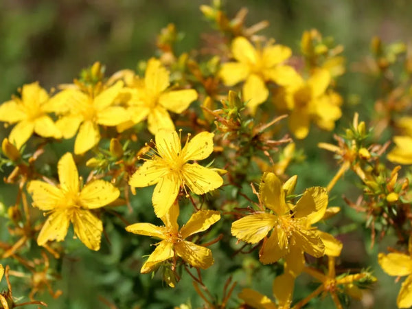 Medicine and Messages from St. John's Wort