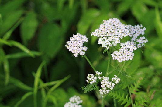 The Magic of Yarrow: Exploring its Dual Nature in Plant Essence Form