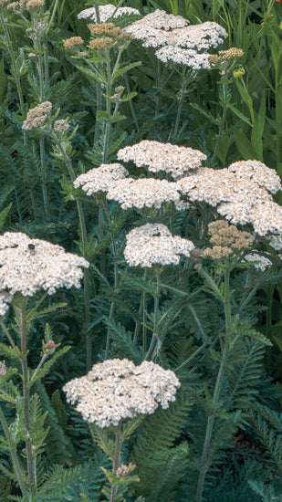 Flower Essence: Yarrow | sf10 | sf10-AF 1