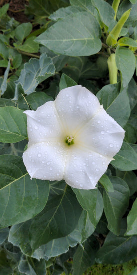 Ceremonial Plant Essence: Datura 2 | sf5