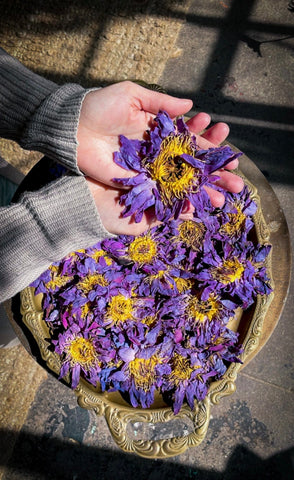 Whole Blue Lotus Flowers