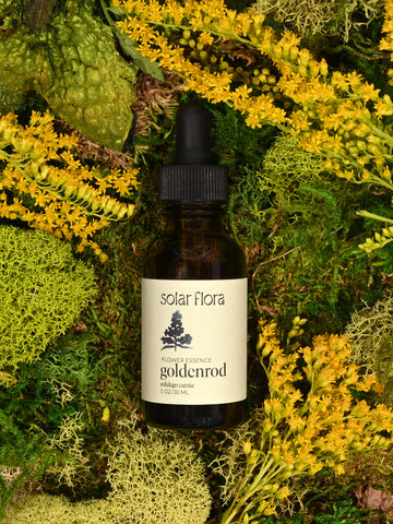 Flower Essence: Goldenrod