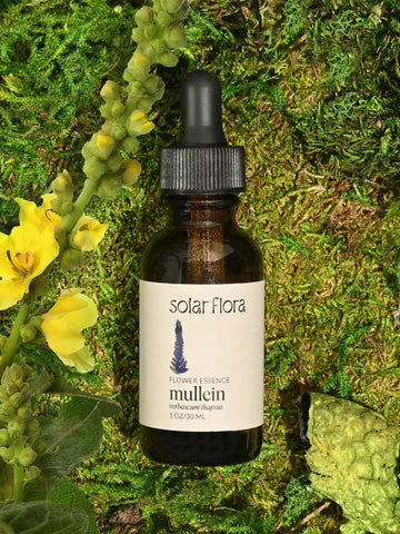 Flower Essence: Mullein