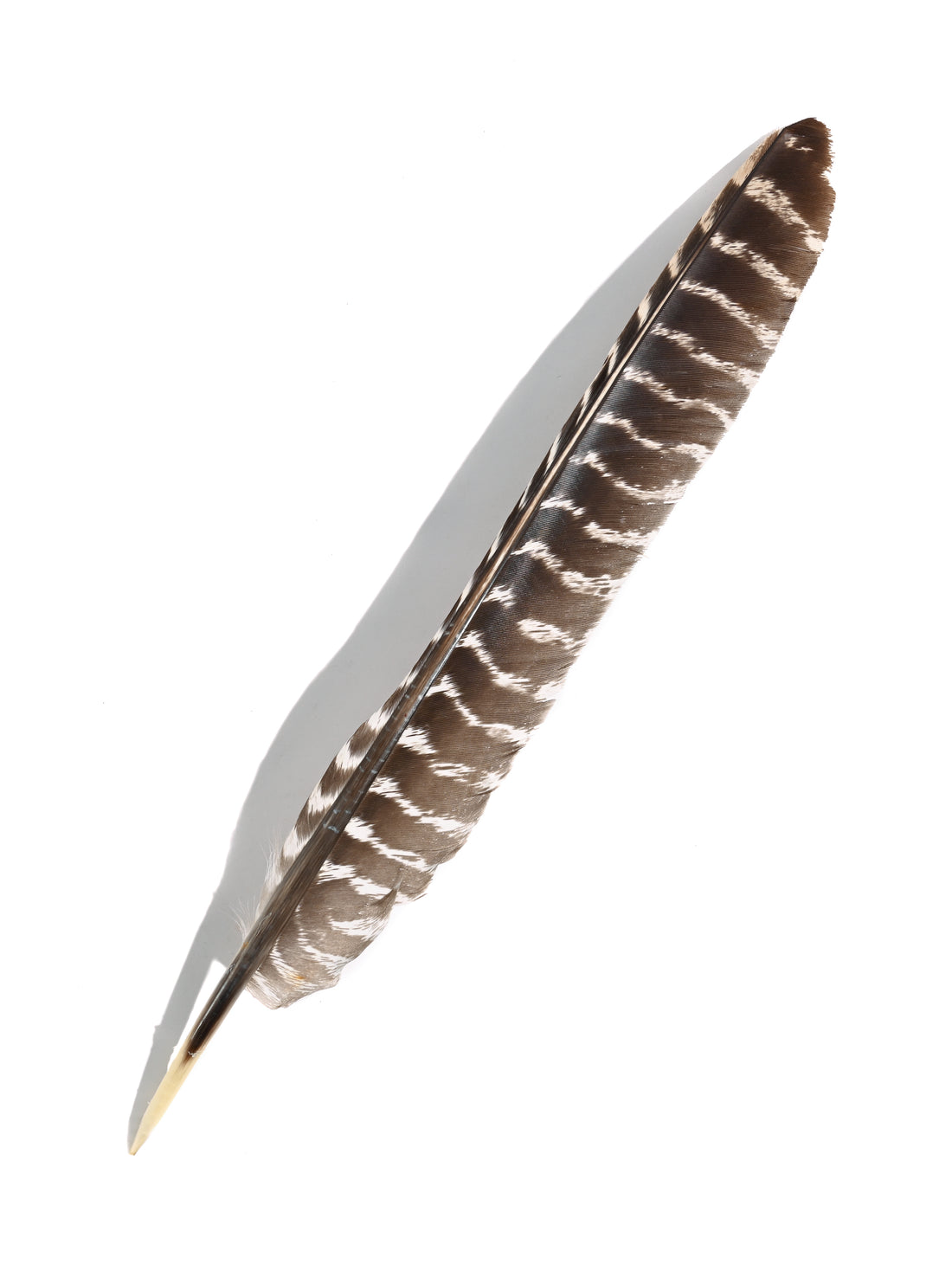 Turkey Feather | si0194-1 | Shamans Market