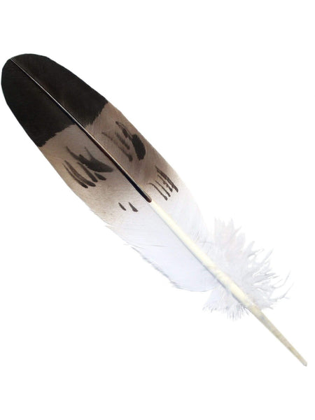 Imitation: Mature Golden Eagle Feather - Prairie Edge Trading Co. &  Galleries